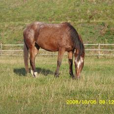 Appaloosa Gina Felina