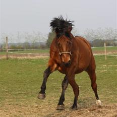 Dansk Varmblod Fjeldgårds wingo(aflivet)