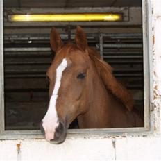 Irsk Sportspony Kilkenny Salór