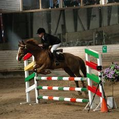 Irsk Sportspony Kilkenny Salór