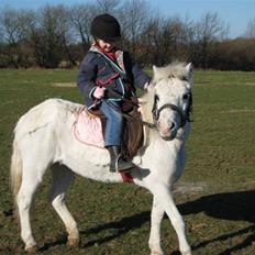 Welsh Mountain (sec A) Snehvide   (R.I.P.)