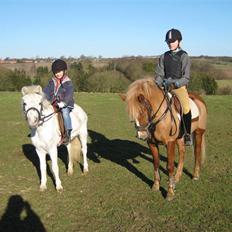 Welsh Mountain (sec A) Snehvide   (R.I.P.)