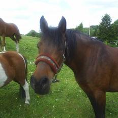 Anden særlig race Beauty