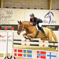 Anden særlig race Acorde Z - AFLIVET