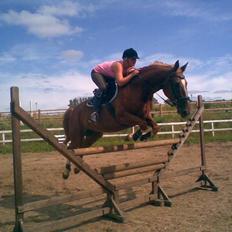 Anden særlig race Acorde Z - AFLIVET