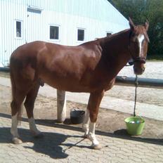 Anden særlig race Acorde Z - AFLIVET