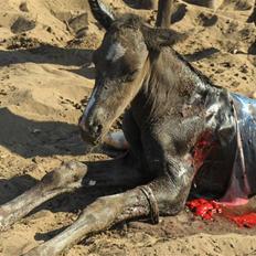 Dansk Varmblod Mazy *Solgt*