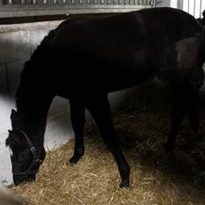 Dansk Varmblod Mazy *Solgt*