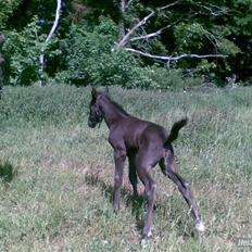 Dansk Varmblod Mazy *Solgt*