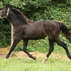 Oldenborg Adell af Vodagergård