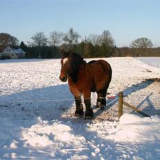 Belgier Kasper af Tveden