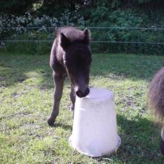 Shetlænder Birkedals Annabell