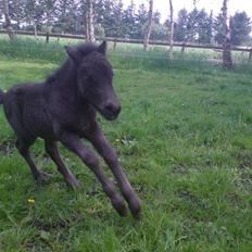 Shetlænder Birkedals Annabell