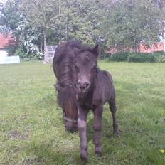 Shetlænder Birkedals Annabell