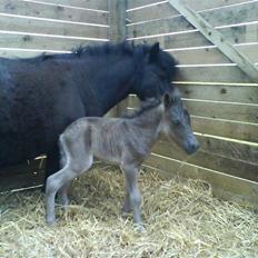 Shetlænder Black Morgan *solgt*