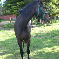 Oldenborg Gl. Hvarregårds Verona