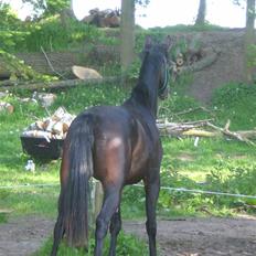 Oldenborg Gl. Hvarregårds Verona