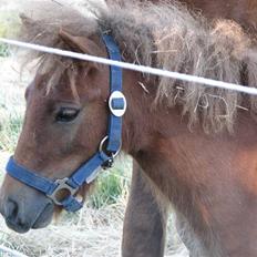 Shetlænder Hans Solgt:(