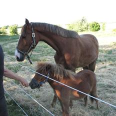 Shetlænder Hans Solgt:(
