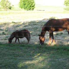 Shetlænder Hans Solgt:(