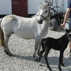 Anden særlig race Welsh mountain Mille SOLGT