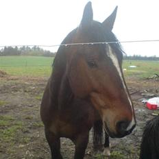 Anden særlig race Stald-pilevejens.Bølle<'3