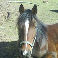 Anden særlig race Stald-pilevejens.Bølle<'3