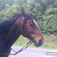 Anden særlig race Stald-pilevejens.Bølle<'3