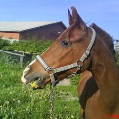 Sportsaraber (A) Barbette Troldhøj R.I.P