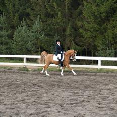 Hollandsk Sportspony Max