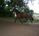 Oldenborg Porthos the Great *SOLGT*
