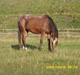Appaloosa Gina Felina