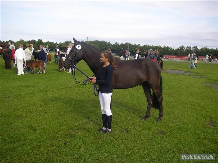 Hollandsk Sportspony stuntman *gl. part* - Storheste dag  Fotograf: michelle billede 3
