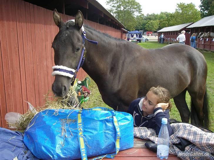 Hollandsk Sportspony stuntman *gl. part* - c(; love you  Fotograf: Michelle billede 4
