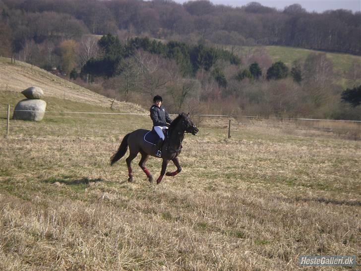 Hollandsk Sportspony stuntman *gl. part* - mig & stunt til vores første jagt <3  Fotograf: Michelle billede 5