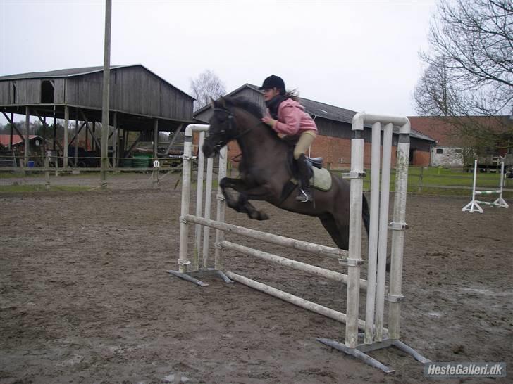 Hollandsk Sportspony stuntman *gl. part* - mig & stunt 80 cm <3springer Fotograf: Michelle billede 6