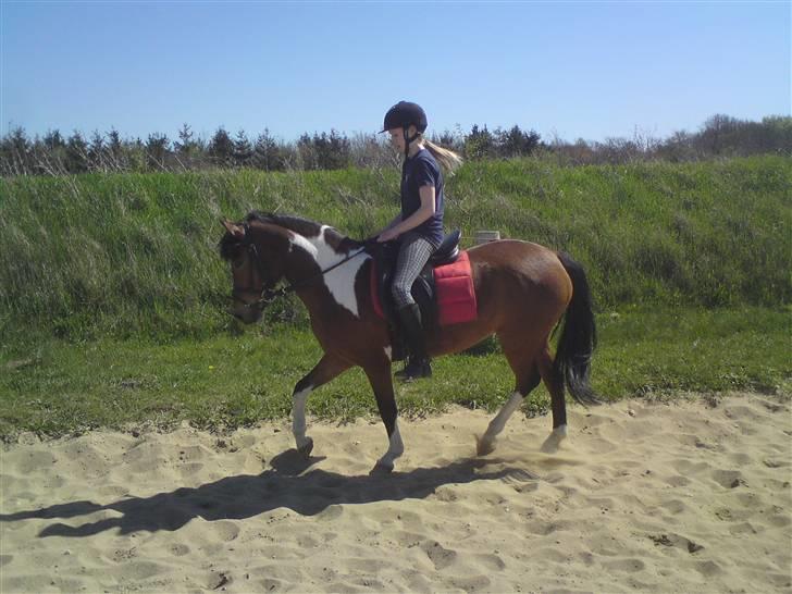 Anden særlig race Molly <'33 (gammel part) - Trav :).    [Foto: Nathalie :D] billede 12