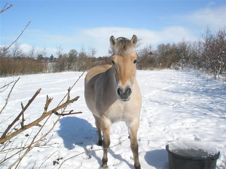 Fjordhest Melissa - Hele min elskede pony billede 2