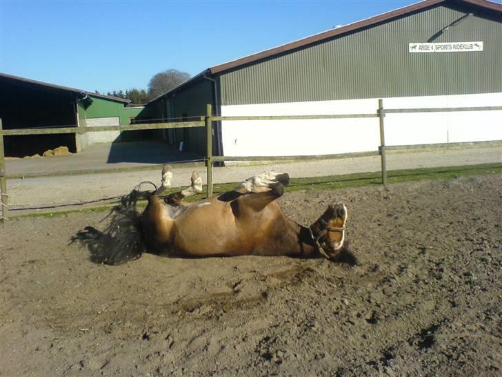 New Forest Kærgaardens Vivaldi solgt billede 3