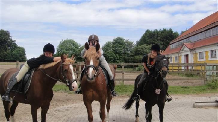 Welsh Cob (sec D) Merlyn Puzzle  |Glm P| - Jose&Pixie, Milla&Patty, & Carró&Puzzle <3 foto: Milla  billede 2