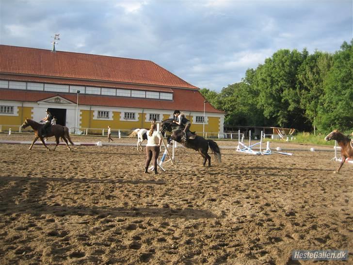 Welsh Cob (sec D) Merlyn Puzzle  |Glm P| - Spring træning! :D han er bare så LÆKKER! - foto Caroline birch (tak for billedet Nina <3) billede 3