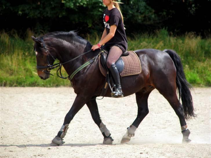 Welsh Cob (sec D) Merlyn Puzzle  |Glm P| - Spring dressur træning " 2/8 - 2009 (Cecilie A med lynild) billede 5