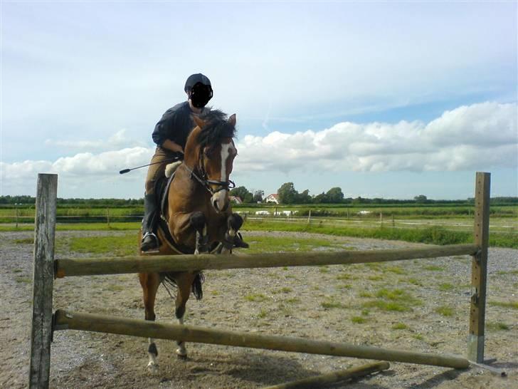 New Forest Kærgaardens Vivaldi solgt billede 10