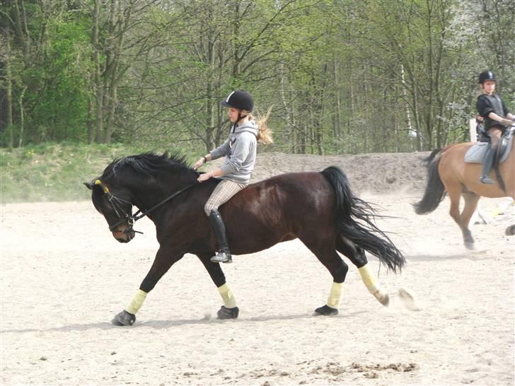 Welsh Cob (sec D) Merlyn Puzzle  |Glm P| - Øning i galop billede 6