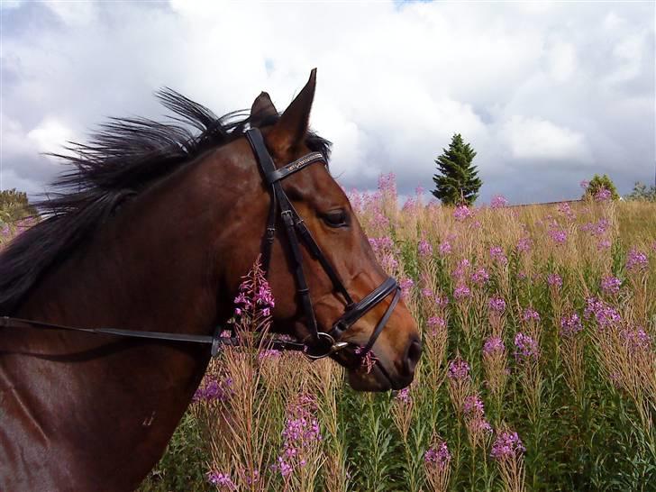 Dansk Varmblod Salsa af Sulsted *Solgt* - Vind i manen (lidt fotomodel er man vel) billede 17