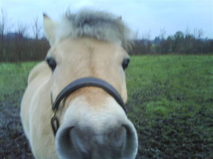Fjordhest Melissa - kamera? er det spiseligt?  billede 8