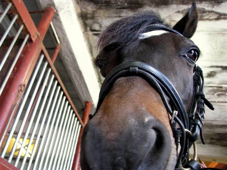 Welsh Cob (sec D) Merlyn Puzzle  |Glm P| - STJERNEN!!<3 billede 8