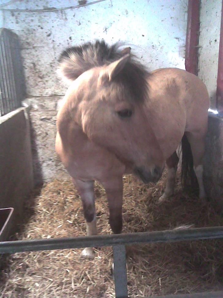 Anden særlig race Carla |  *! SOLGT :'( !* - Et meget smuk Boks-billed:) Billed Lone billede 4