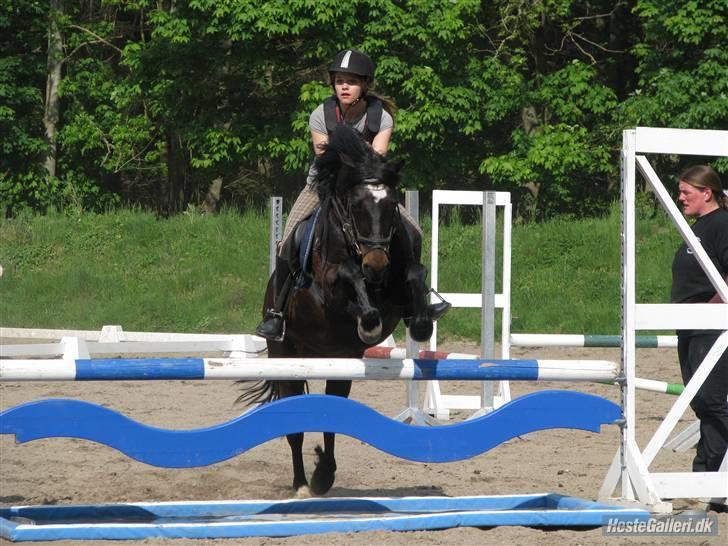 Welsh Cob (sec D) Merlyn Puzzle  |Glm P| - SPRING TRÆNING! :D<3 billede 10