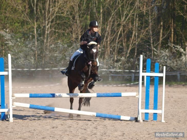 Welsh Cob (sec D) Merlyn Puzzle  |Glm P| - *NYT! Foto Josephine <33 billede 12